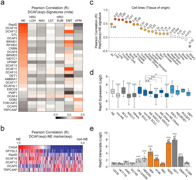 RepID as a potential biomarker and therapeutic target for lung ...