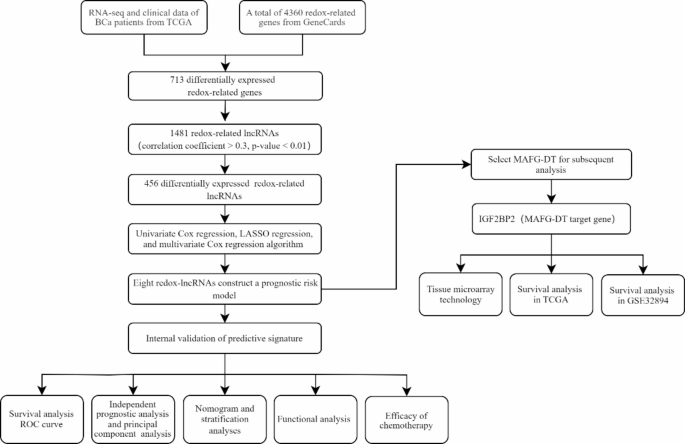 A redox-related lncRNA signature in bladder cancer | Scientific Reports