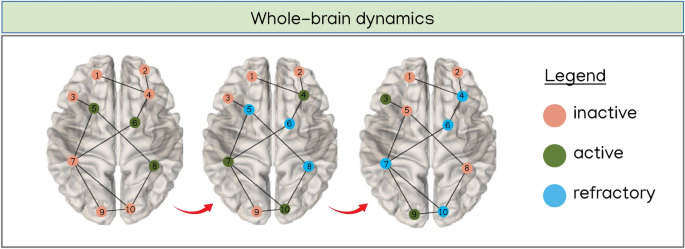 Role of homeostatic plasticity in critical brain dynamics following ...