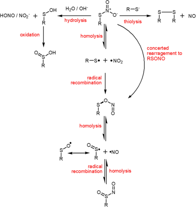 nitrate ester glutathione Effect of solvents and on the decomposition of the nitrosyl iron complex with N-ethylthiourea ligands: An experimental and theoretical study an antioxidant containing cysteine ESTHER FORMULA Liposomal Glutathione Strips