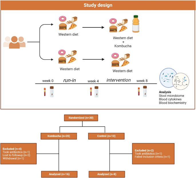 Modulating the human gut microbiome and health markers through kombucha ...