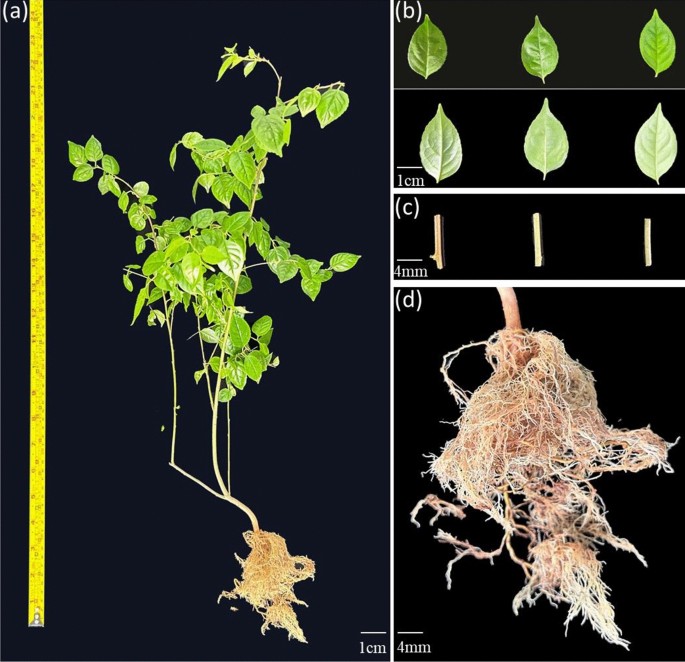Tissue-specific transcriptome analyses unveils candidate genes for ...