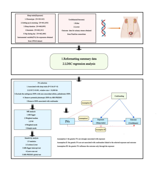 correlation and mendelian randomization reveal the impact of