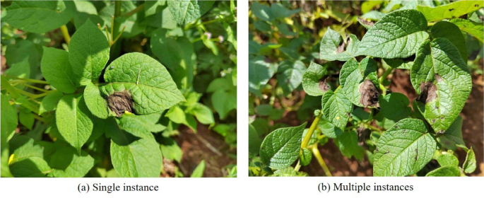potato-late-blight-leaf-detection-in-complex-environments-scientific