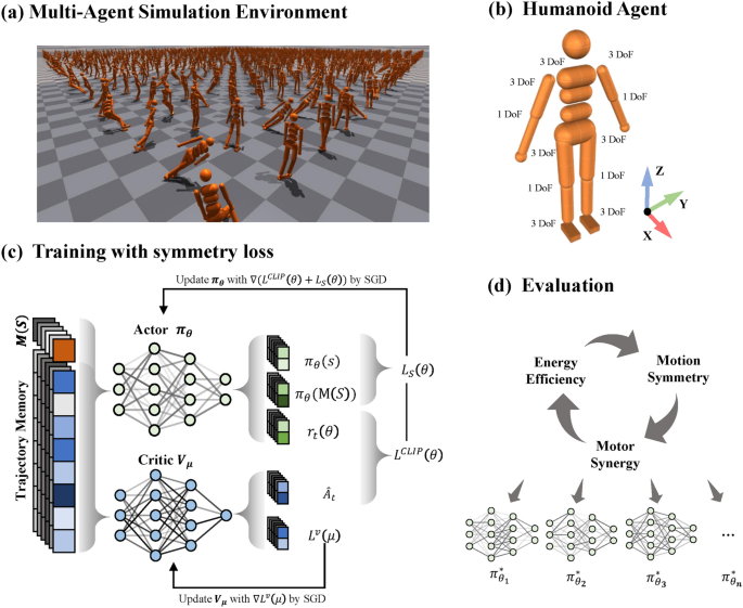 Motor synergy and energy efficiency emerge in whole-body 