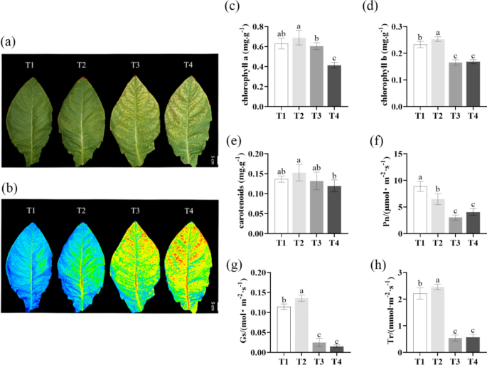 Integrated analysis of physiological and metabolic data uncovers essential  dynamic mechanisms involved in the maturation of cigar tobacco leaves