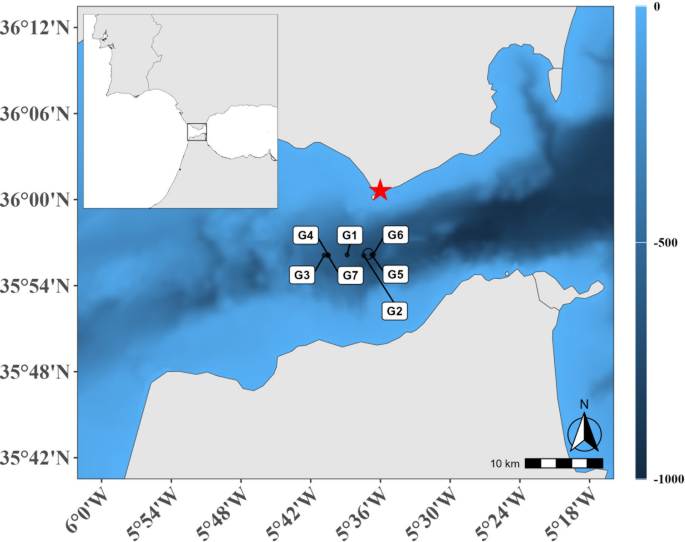 Details on the transport of european eel larvae through the strait of gibraltar into the mediterranean sea