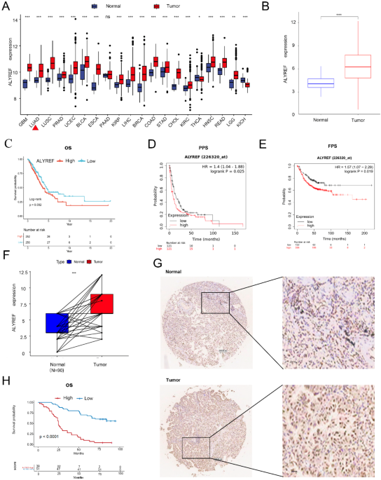 RNA binding protein ALYREF regulates ferroptosis to facilitate LUAD ...