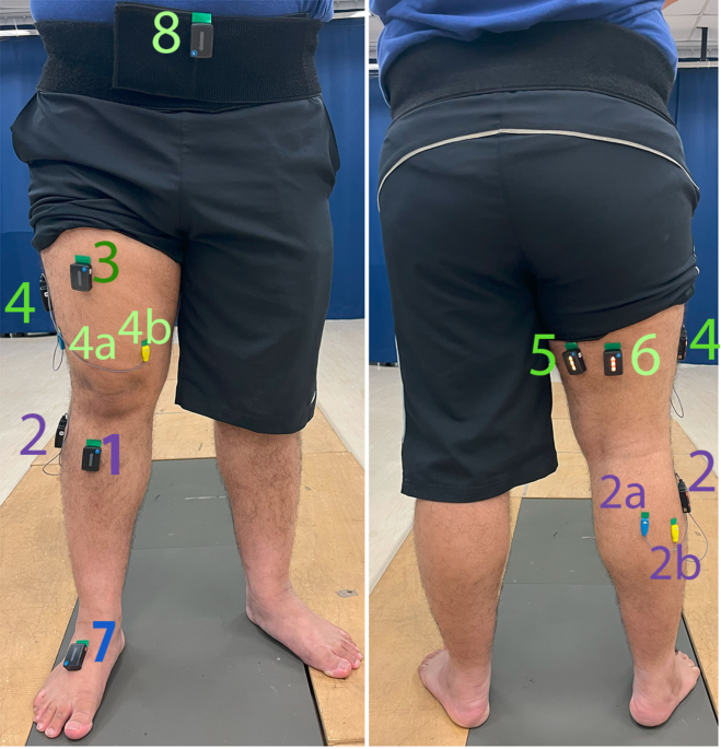 Enhancing Muscle Activity Estimation in Young and Older Adults Using Deep Learning with Wearable Sensors