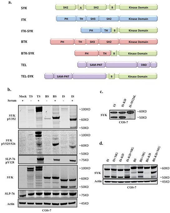 Differential regulatory effects of the n-terminal region in syk-fusion kinases reveal unique activation-inducible nuclear translocation of itk-syk