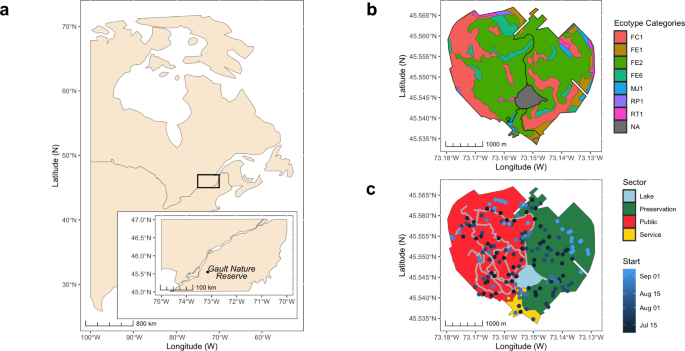 White-tailed deer limit their spatio-temporal overlap with hikers in a ...