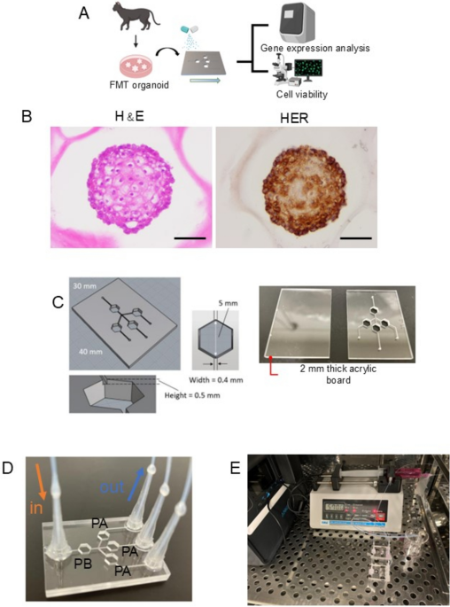 A microfluidics platform for simultaneous evaluation of sensitivity and ...