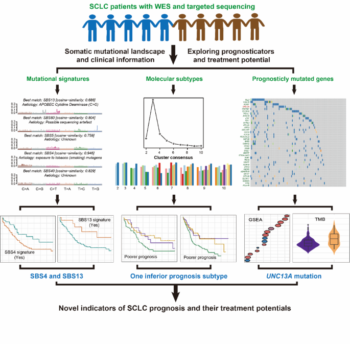 glutathione mutations in sclc patients Impact of the deletion S-transferase (class Mu) on lung cancer risk among smokers | The Egyptian Journal of Bronchology Small cells  big issues: