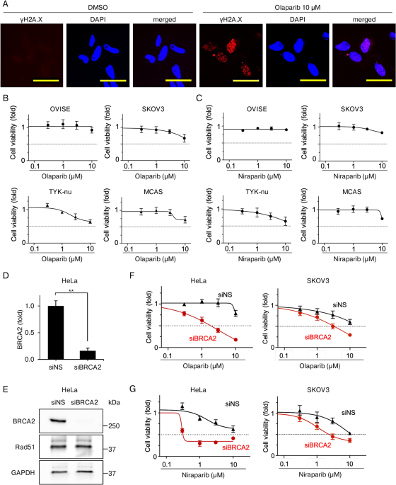 Parp inhibitors elicit a cellular senescence mediated inflammatory response in homologous recombination proficient cancer cells