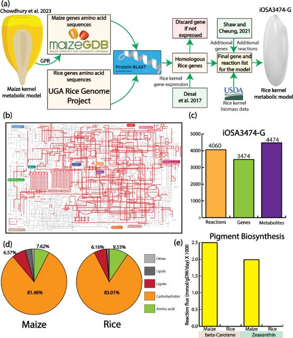 Transcriptomics In Rice Transcriptome enhanced rice grain metabolic model identifies histidine ...