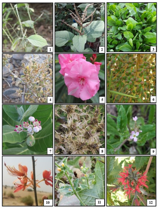 Advanced Medical Waste Processing Systems