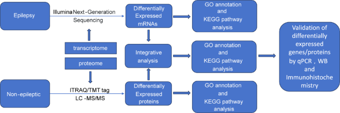 A transcriptomic and proteomic analysis and comparison of human brain ...