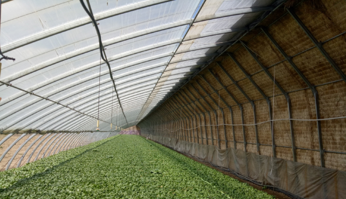 Failure mechanisms and reinforcement of pipe-framed solar greenhouses under snow loads