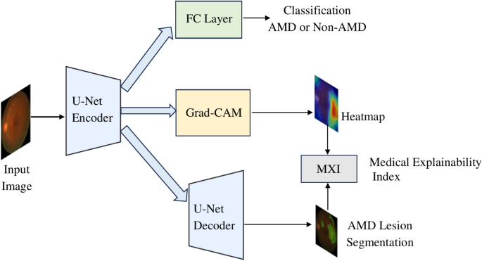 Enhancing medical explainability in deep learning for age-related macular degeneration diagnosis