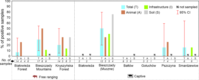 Sponge-based environmental DNA detection as a useful tool in monitoring Mycobacterium tuberculosis complex markers in European bison (Bison bonasus) - Scientific Reports