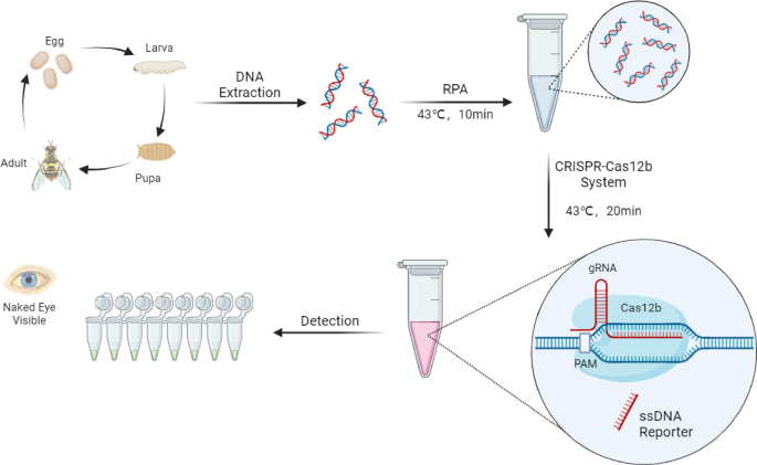 Rapid visual detection assay for Bactrocera dorsalis (Hendel) using ...