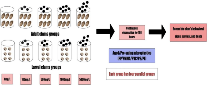 Study on the toxic effect of seawater-aged microplastics on Philippine curtain clams Study on the toxic effect of seawater-aged microplastics on Philippine curtain clams