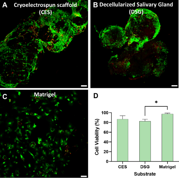 Cryoelectrospun elastin-alginate scaffolds as potential cell delivery vehicles for mesenchymal stromal cell therapy | Scientific Reports Cryoelectrospun elastin-alginate scaffolds as potential cell delivery vehicles for mesenchymal stromal cell therapy | Scientific Reports