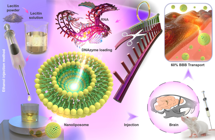 Facilitating DNAzyme transport across the blood-brain barrier with  nanoliposome technology | Scientific Reports