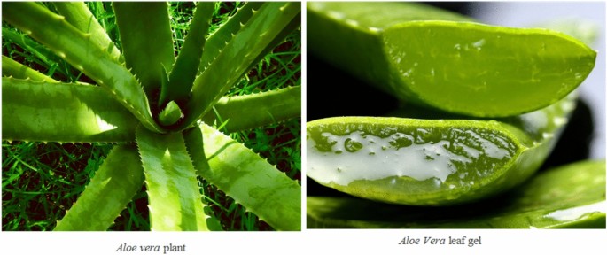 Aloe vera leaf extract as a sustainable route for silver nanoparticle  synthesis with enhanced antimicrobial activity | Scientific Reports