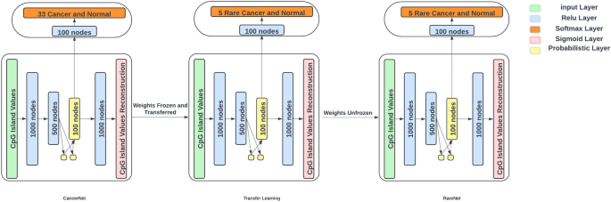 RareNet: Advanced Deep Learning for Diagnosing Rare Cancers
