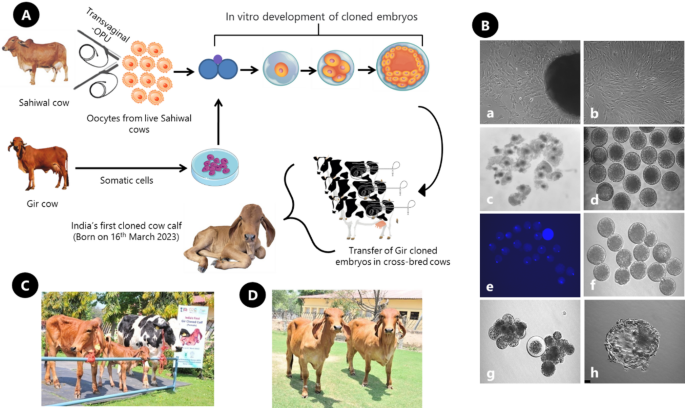 Advances in animal husbandry, genetic improvement livestock