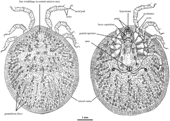 Challenges of Automated Tick Classification via Deep Learning in Citizen Science