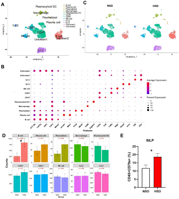 Single-cell RNA sequencing reveals that a high salt diet increases IL6R-JAK1-STAT3 gene signaling pathway activity in intestinal B cells and Tfh cells of salt-sensitive hypertension animal model