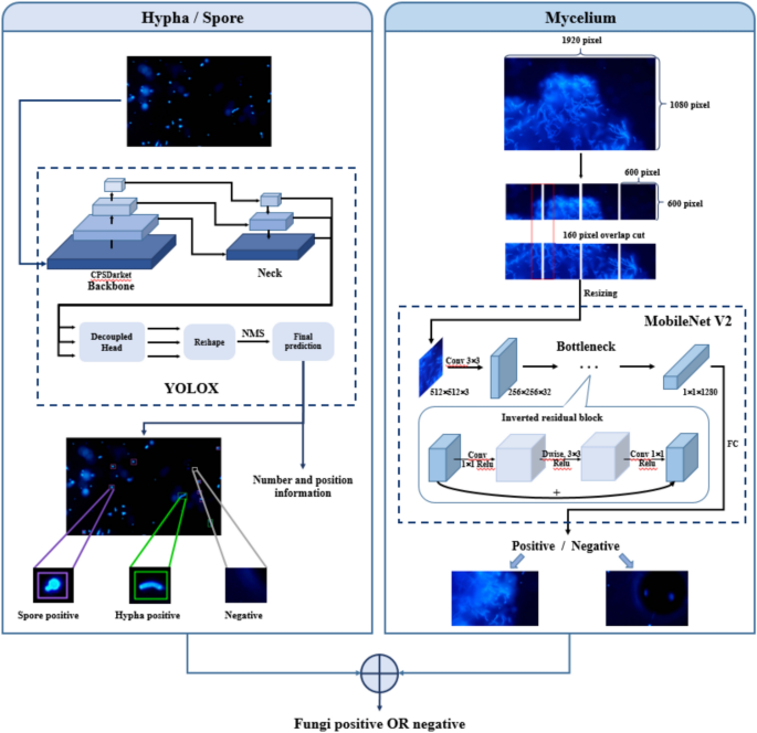Enhancing Fungal Identification: Deep Learning for Hyphae and Spore Detection in Fluorescence Images