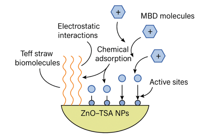Removal of methylene blue dye from textile industry wastewater using green synthesized Teff straw assisted ZnO nanoparticle