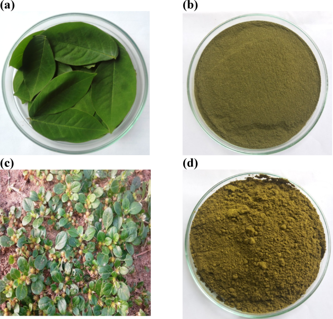 Green production of silver nanoparticles from Cassia occidentalis and Alternanthera pungens and evaluation of their nematicidal activity against Meloidogyne javanica
