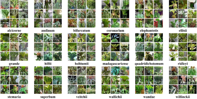 Smart Analysis and Process Design for Similar Categories: A Case Study on Platycerium