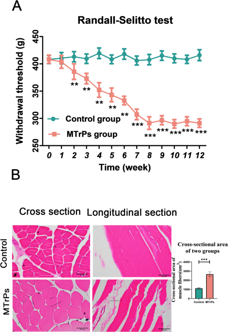 igf1 cjc1295 ipamorelin CJC-1295 + Ipamorelin  Peptide Foundry