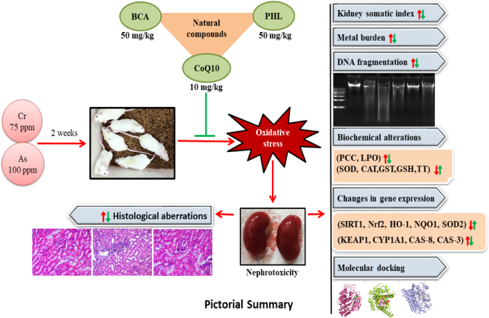 Natural compounds attenuate combined chromium and arsenic-induced oxidative  stress and nephritic apoptosis by activating the Nrf2/Keap1 signaling and  associated xenobiotic metabolizing enzymes