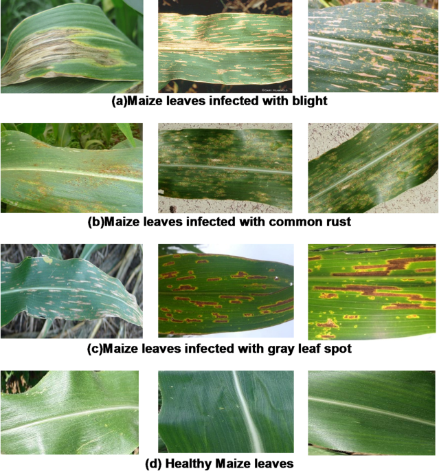 Advanced Residual-Attention Neural Network for Classifying Maize Leaf Diseases