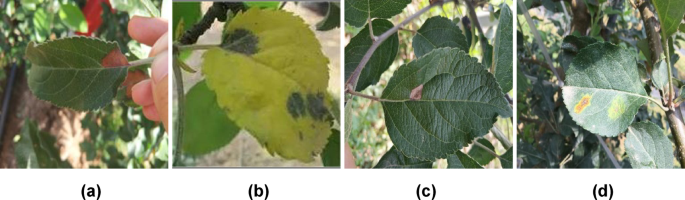 Deep Learning and DRL-Watershed Algorithm for Grading Apple Leaf Disease Severity
