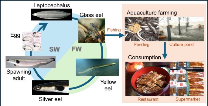 Best Feeding Methods for Juvenile Fish: Ultimate Guide to Healthy Growth