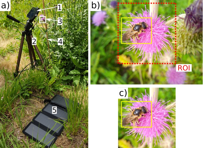 Evaluating YOLO Detectors: Achievements and Challenges in Monitoring Pollinators with Unseen Time-Lapse Images