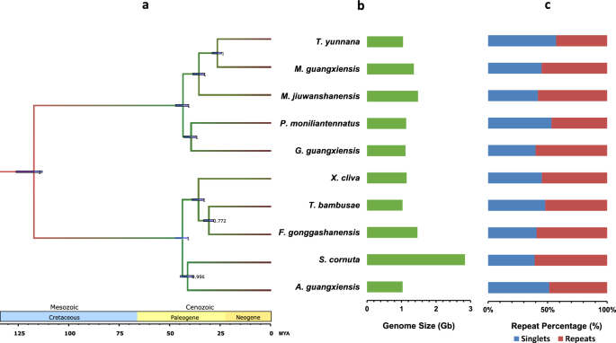 Evolutionary dynamics of repetitive elements and genome size in Tetrigidae (Orthoptera: Caelifera)