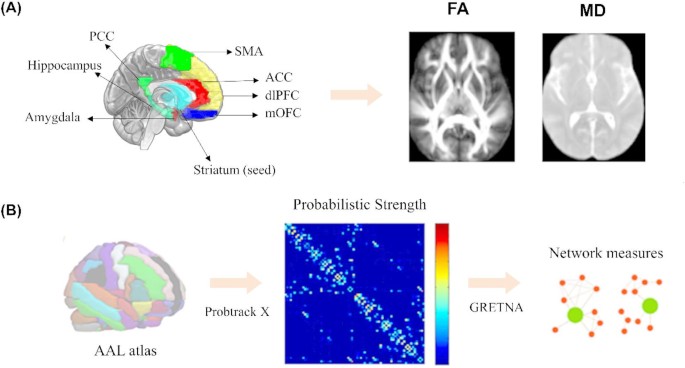 White matter neural substrates in alcohol dependence with genetic risk ...
