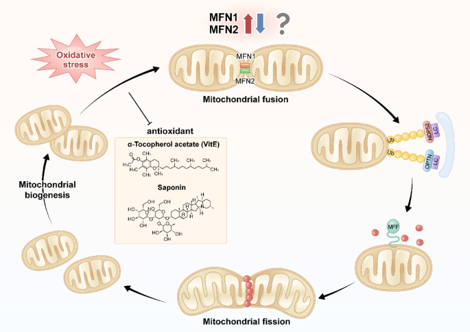 Mitofusin 1 in mitochondrial quality control and anti-inflammatory ...