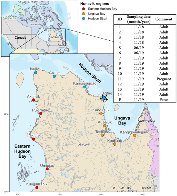 Selenoneine and ergothioneine in beluga skin and tissues as key ...