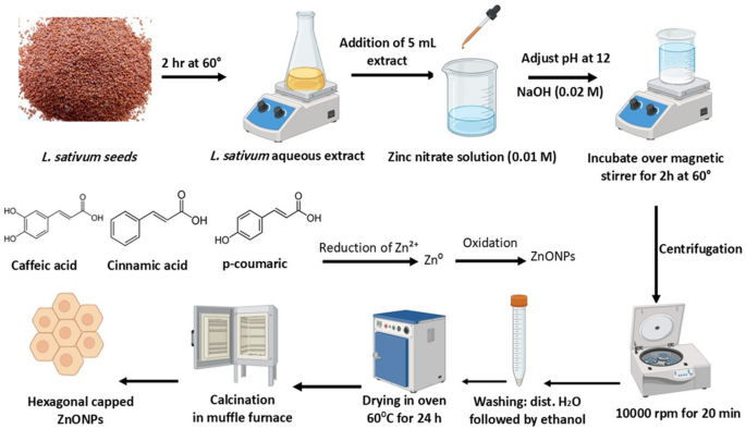 Synergistic antifungal activity of <i>lepidium sativum</i> ZnO nanoparticles and nystatin against resistant <i>candida</i> species