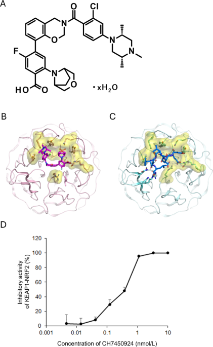 CH7450924, a KEAP1-NRF2 interaction inhibitor, ameliorates LPS-induced ...