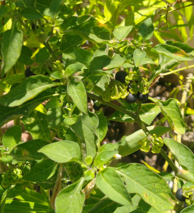 Green synthesis of silver nanoparticles mediated by Solanum nigrum leaf extract and their antifungal activity against pine pathogens